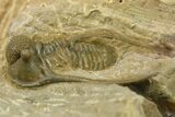 Long-Spined Cyphaspis Trilobite - One Half Prepared #283852-2